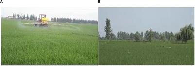 Weather or not? The role of international sanctions and climate on food prices in Iran